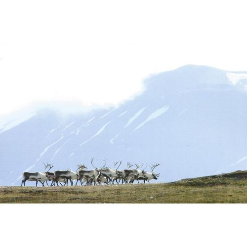 K1411: Reindeer (Rangifer tarandus) East Iceland.
