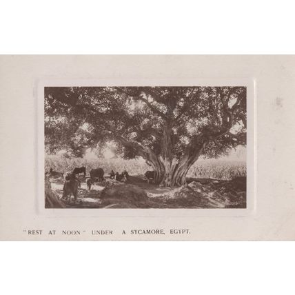 Rest At Noon Under A Sycamore Tree Egypt Real Photo Postcard