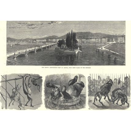ZOOLOGICAL ECCENTRICTIES AT THE REGENT’S PARK GARDENS 1872 VICTORIAN ENGRAVING