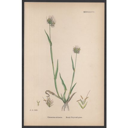 ROUGH DOG’S-TAIL-GRASS 1872 John Edward Sowerby PLANT PRINT