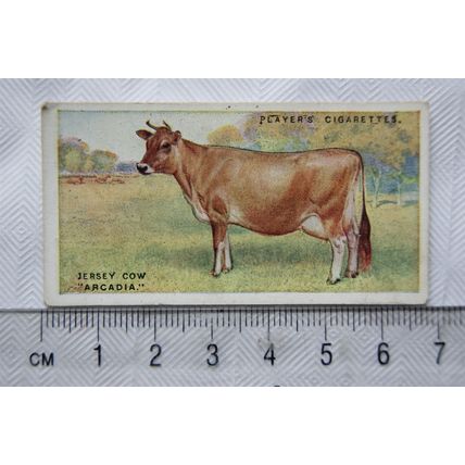 1916 Players British Livestock 8 The Jersey cow