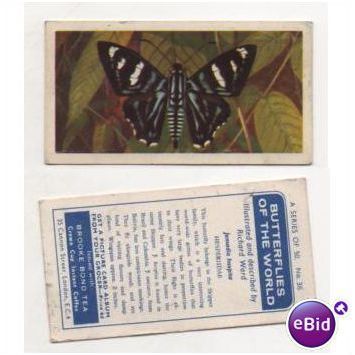 Brooke Bond Tea card BUTTERFLIES OF THE WORLD no.36 Jemadia hospita