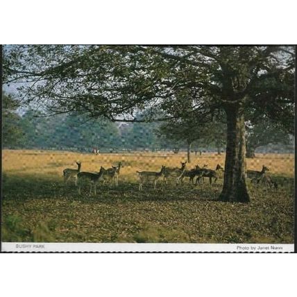 London - Bushy Park, Richmond, deer - local postcard c.1980s