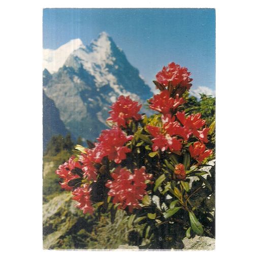 RUST-LEAVED ALPENROSE. french used postcard 1981 postmark? FLOWERS #