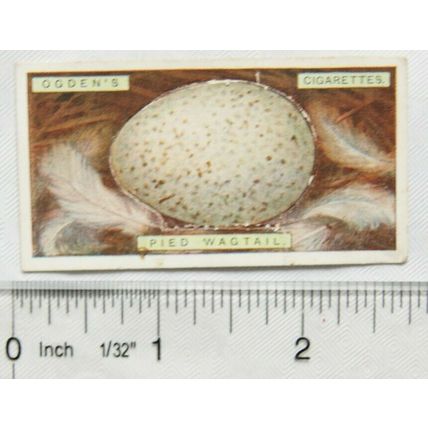 1923 Ogdens Bird's Eggs cut-out No. 45 pied wagtail