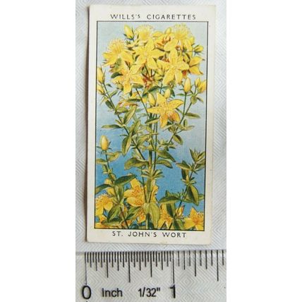 1936 Wills, Wild Flowers No. 35 St. John's Wort