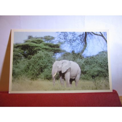 YOUNG AFRICAN ELEPHANT, RHODESIA, unused postcard print in Salisbury, Zimbabwe =