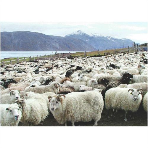 BET.G511: Sheep Farming in South Greenland.