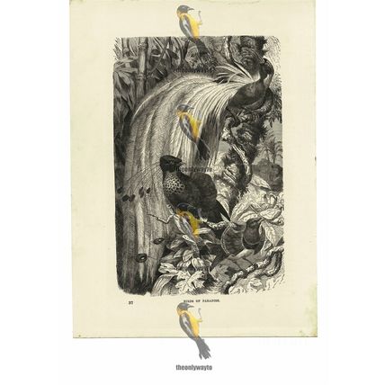 Birds Of Paradise, Book Illustration (Print), 1884