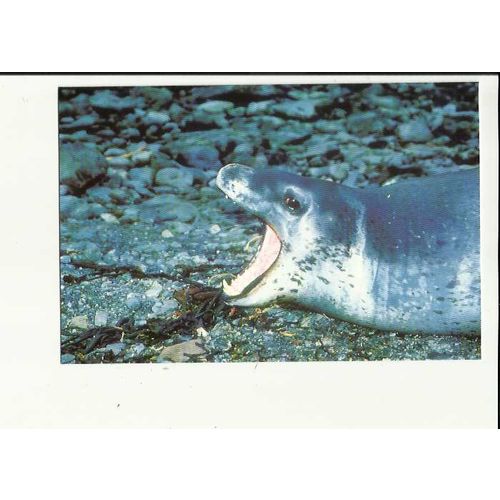 Animals LEOPARD SEAL Postcard by South Georgia Whaling Museum (5)