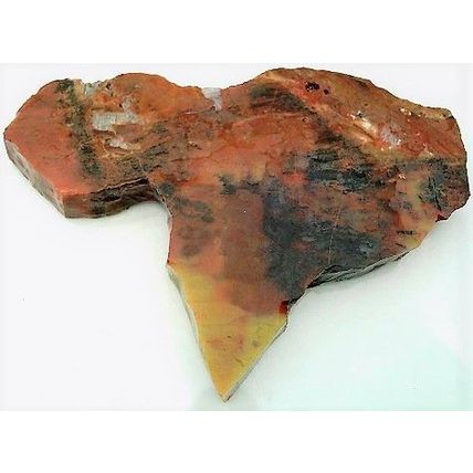 Petrified Wood 9 Natural Gemstone Slab Lapidary Cabbing Rough