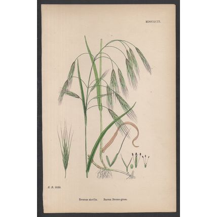 BARREN BROME-GRASS 1872 John Edward Sowerby PLANT PRINT