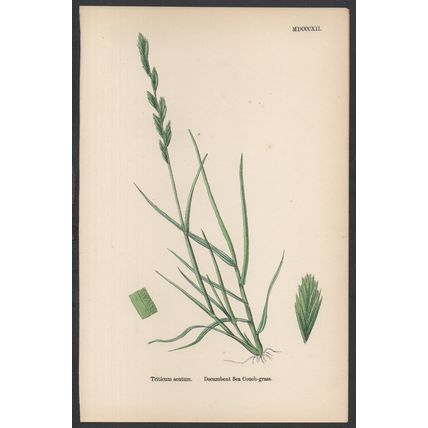 DECUMBENT SEA COUCH-GRASS 1872 John Edward Sowerby PLANT PRINT
