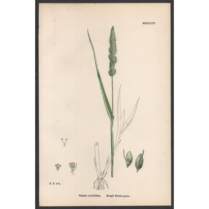 ROUGH BRISTLE-GRASS 1872 John Edward Sowerby PLANT PRINT