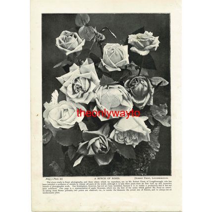 BUNCH OF ROSES, ROBERT FROST, LOUGHBOROUGH, PHOTO BOOK ILLUSTRATION, 1895