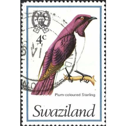 SWAZILAND, BIRD, Plum back Starling, Cinnyricinclus leucogaster, white 1976, 4c