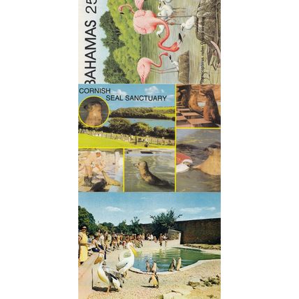 Penguins at Cotswold Wildlife Park Cornwall Seals Bahamas 3x Bird Postcard s