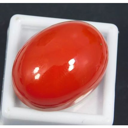 Natural Italian Red Coral 57.85 Ct Oval Cabochon Cut Loose Gemstone Top Quality