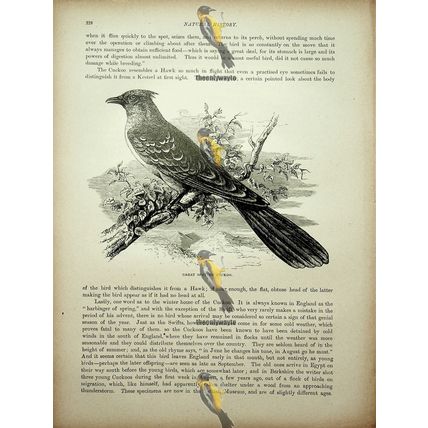 Great Spotted Cuckoo, Natural History Book Illustration, 1896