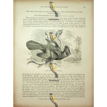 White Crested Plantain Eater, Natural History Book Illustration, 1896
