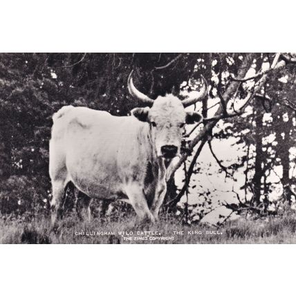 Chillingham Wild Cattle King Bull Real Photo Postcard
