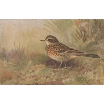 Meadow Pipit Bird Postcard (QAN081)