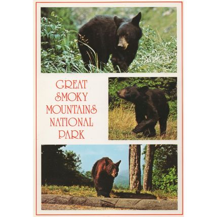 Great Smoky Mountains National Black Bear Park USA Postcard