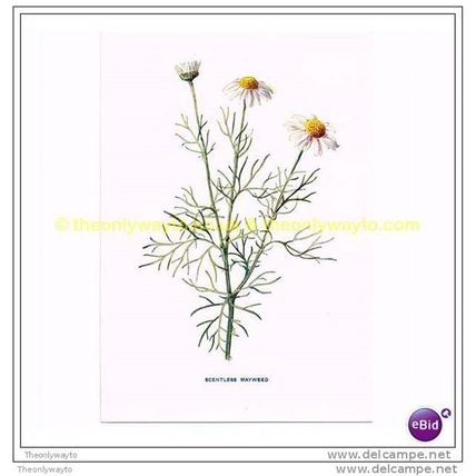 SCENTLESS MAYWEED, Book Illustration, c1902