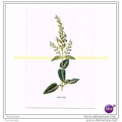 WOOD SAGE, Book Illustration, c1902