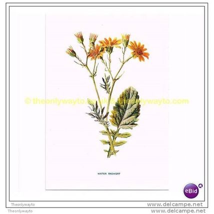 WATER RAGWORT, Book Illustration, c1902