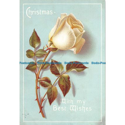 R056494 Greeting Postcard. Christmas With My Best Wishes. White Rose