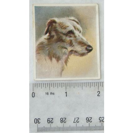 1939 Godfrey Phillips Our Dogs No. 22 The Deerhound