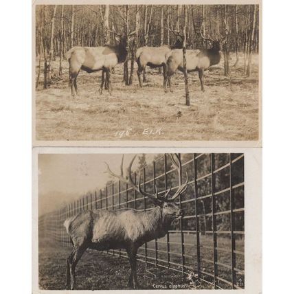 Elks 2x Elk Cervus Elaphus 2x Old Real Photo Postcard s