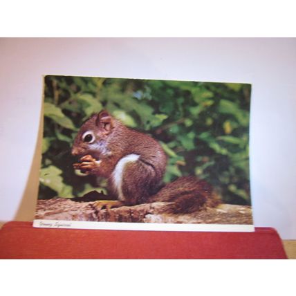 A YOUNG SQUIRREL unused postcard Collectacard by John Hinde =