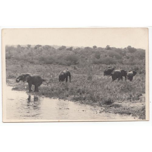 Elephants on the River Nile Postcard