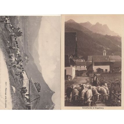 Engelberg Arnialp Schafherde Farming Switzerland 2x Postcard s