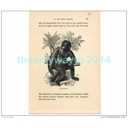 CHIMPANZEE, ZAMBIA, AFRICA, Book Illustration, c1883