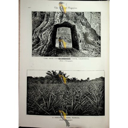 Cutting Panama Canal & Dead Giant California, Book Illustration (Print), 1893