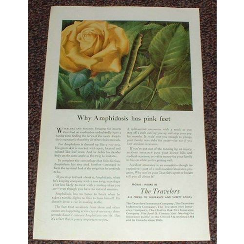 1949 Travelers Insurance Ad, Amphidasis Moth, NICE!!