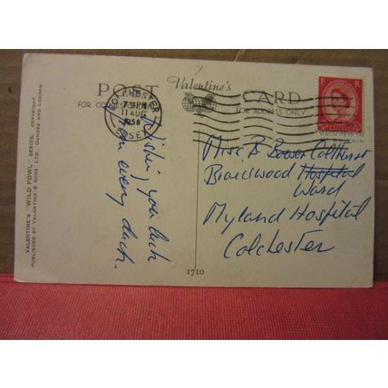 MALLARD and LILLIES by Vernon Ward DUCK used postcard Valentine 1958 pm #