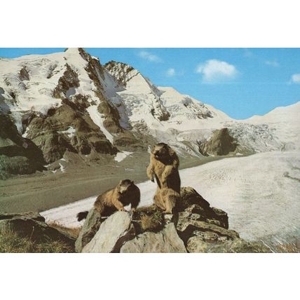 Marmot Murmeltiere Grossglockner Postcard & Special Frank