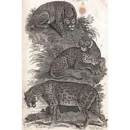 LYNX OUNCE JAGUAR 1810 Oliver Goldsmith ANTIQUE ENGRAVING
