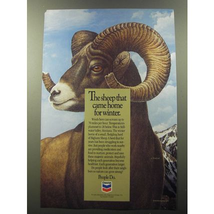 1992 Chevron Oil Ad - The sheep that came home for winter