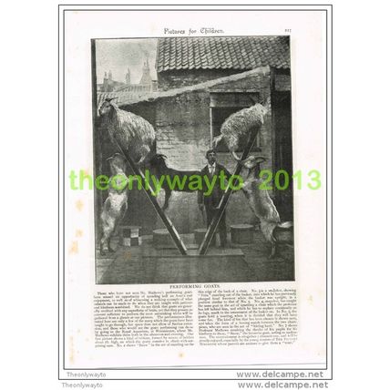 PERFORMING GOATS (1), Book Illustration c1895