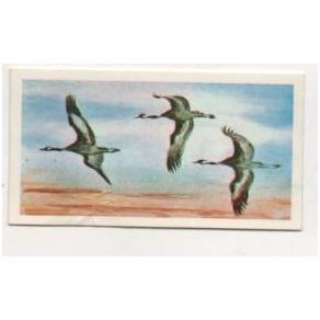 1976 Brooke Bond Tea card Wonders of Wildlife No.38 Nature's navigators