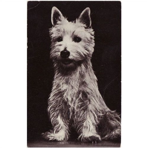 Photo Card Dog West Highland White Terrier Red Heart Series