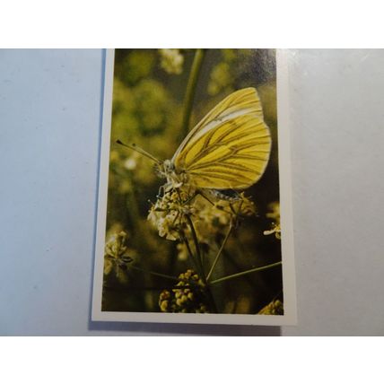 1983 Grandee British Butterflies Card # 27 of 32 Green-Veined White Ex (5)