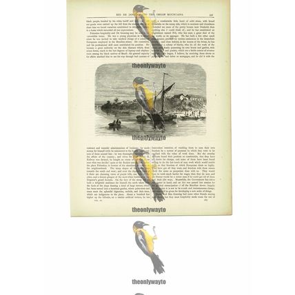 View On The Parahiba River, Brazil, Book Illustration (Print), c1880