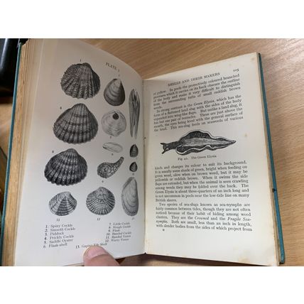 1956 "THE SEASIDE NATURE BOOK" ERIC FITCH DAGLISH ILLUSTRATED HB BOOK (P3)