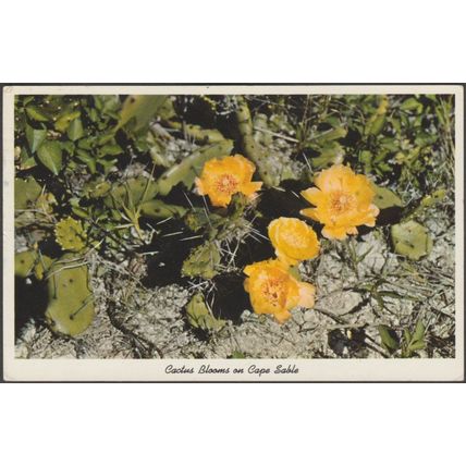 Cactus Blooms on Cape Sable, Florida, 1961 - Gulf Stream Postcard